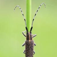 Longhorn Beetle - Agapanthea villosoviridescens 4 OLYMPUS DIGITAL CAMERA
